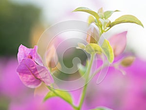 Blooming bougainvillea.Magenta bougainvillea flowers defocus background