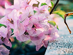 Blooming bougainvillea.Magenta bougainvillea flowers defocus background