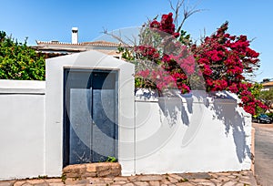 Blooming bougainvillea over white wall. Spetses Island, Argolic Gulf, Greece.