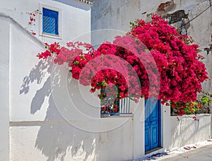 Blooming bougainvillea over white wall. Spetses Island, Argolic Gulf, Greece.