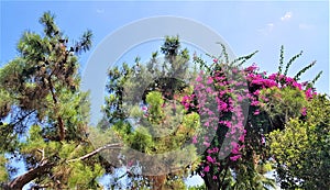 Blooming bougainvillea  and pine tree  in garden of family hotel, Kemer, Turkey