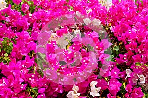 Blooming bougainvillea plants with beautiful pink and white flowers as a floral background.Bougainwille is a genus of thorny ornam