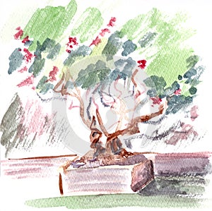 blooming bougainvillea, watercolor drawing on white background