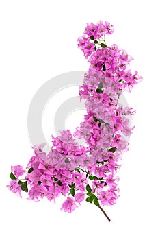 Blooming bougainvillea on white background 