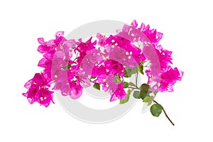 Blooming bougainvillea on white background 