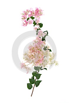 blooming bougainvillea on white background 