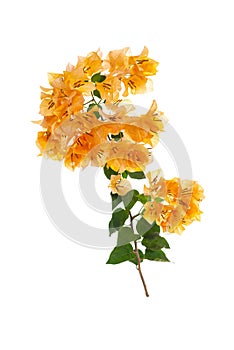 blooming bougainvillea on white background 