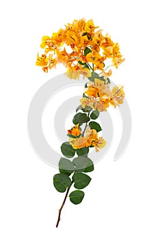 blooming bougainvillea on white background 