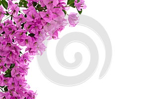 Blooming bougainvillea on white background 