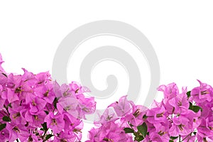 blooming bougainvillea on white background isolated