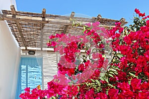 Blooming bougainvilleas at Ano Koufonisi island Cyclades Greece