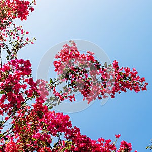 Blooming bougainvilleas flowers