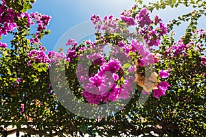 Blooming bougainvilleas flowers