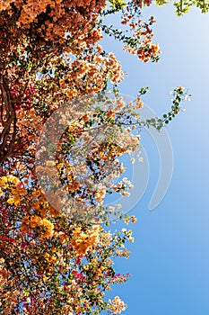 Blooming bougainvilleas flowers