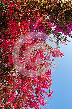 Blooming bougainvilleas flowers