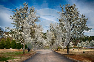 Blooming Bradford pear trees