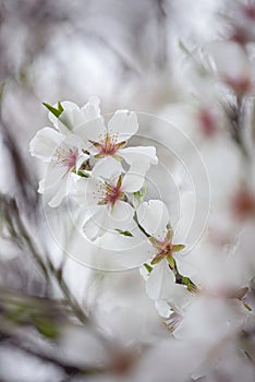 blooming branch with almond flowers. gentle photo in pastel pale colors.