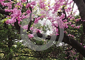 A blooming branch of almond tree in spring. photo of blossoming tree brunch with pink flowers