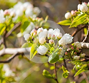 Blooming branch of apple tree