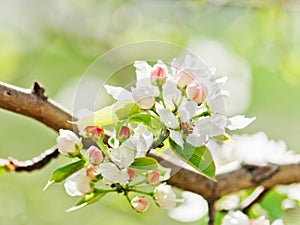 A blooming branch of apple tree