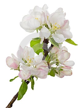 Blooming branch of apple tree