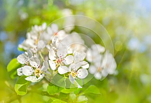 A blooming branch of apple tree