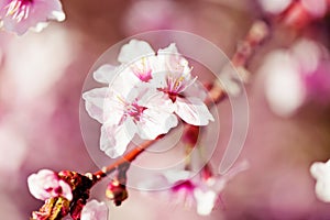 A blooming branch of apple tree