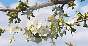 Blooming branch of apple tree on a blurred natural background. White flowers of apple tree in spring