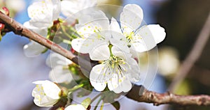 Blooming branch of apple tree on a blurred natural background. White flowers of apple tree in spring