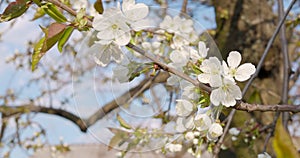 Blooming branch of apple tree on a blurred natural background. White flowers of apple tree in spring