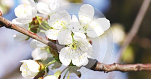 Blooming branch of apple tree on a blurred natural background. White flowers of apple tree in spring