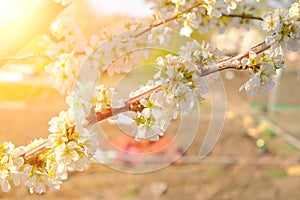 Blooming branch apple tree with bright white flowers in spring