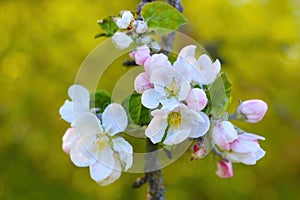 Blooming branch of an apple tree in the garden. The onset of spring. Gardens bloom, revitalizing nature from winter