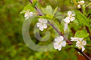 A blooming branch of apple tree in may.White blossoming apple trees in the sunset light. Spring season, spring colors