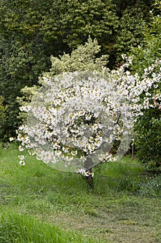 A blooming branch of apple tree in spring