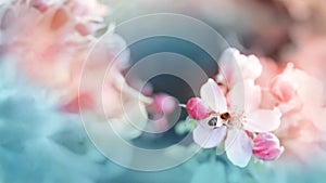 A blooming branch of apple tree in spring