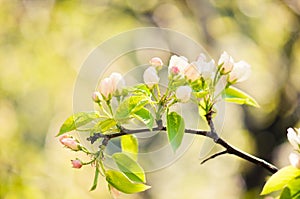 Blooming branch of apple tree in spring