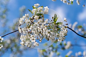 A blooming branch of apple tree in spring with beautiful white flowers under blue sky background
