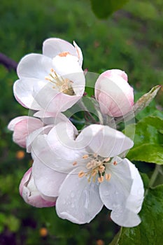 Blooming branch of apple tree in spring in the garden