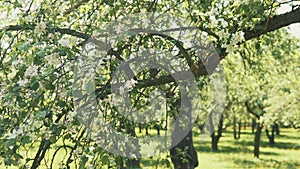 Blooming branch of apple tree in spring with light wind. Blossoming apple