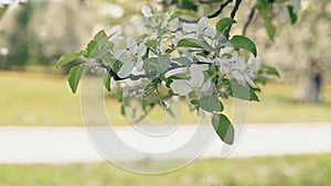 Blooming branch of apple tree in spring with light wind. Blossoming apple