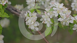 A blooming branch of apple tree in spring with light wind. Blossoming apple with beautiful white flowers. Branch of