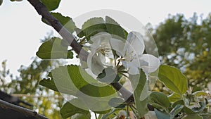 A blooming branch of apple tree in spring with light wind. Blossoming apple with beautiful white flowers. Branch of