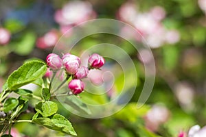A blooming branch of apple tree in spring. Spring nature background