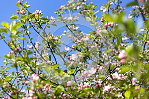 A blooming branch of apple tree in spring. Spring nature background