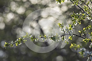 Blooming branch apple tree in springtime