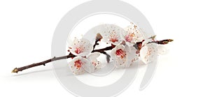 Blooming branch of apple tree with whte and pink flowers on light horizontal long background