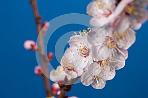 Blooming branch of apricot tree