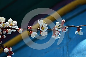 Blooming branch of an apricot tree