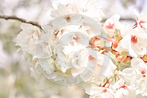 Blooming branch of apricot tree with white flowers